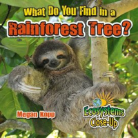 What_Do_You_Find_In_A_Rainforest_Tree_