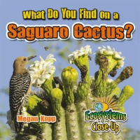 What_Do_You_Find_On_A_Saguaro_Cactus_